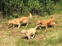 U Wurftreffen 2019 Nr 2